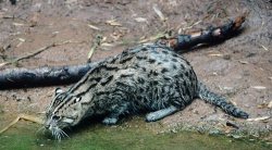 Kucing Bakau atau Fishing Cat