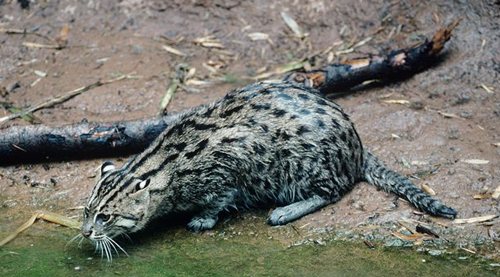 Kucing Bakau atau Fishing Cat