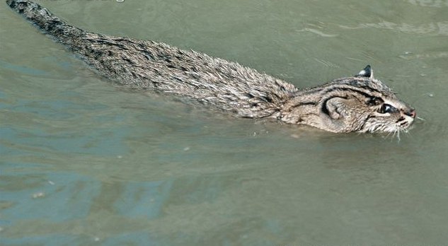 Kucing bakau tengah berenang