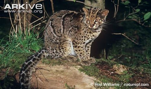 Kucing Batu atau Marbled Cat