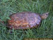 Leucocephalon yuwonoi Kura-kura Hutan Sulawesi (Leucocephalon yuwonoi)