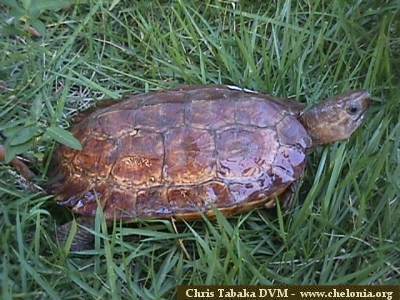 Kura-kura Hutan Sulawesi (Leucocephalon yuwonoi)