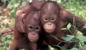 Anak orangutan kalimantan