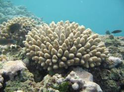 Terumbu Karang (Coral Reef)