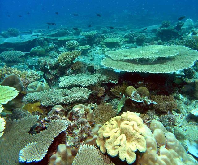 Terumbu Karang (Coral Reef)