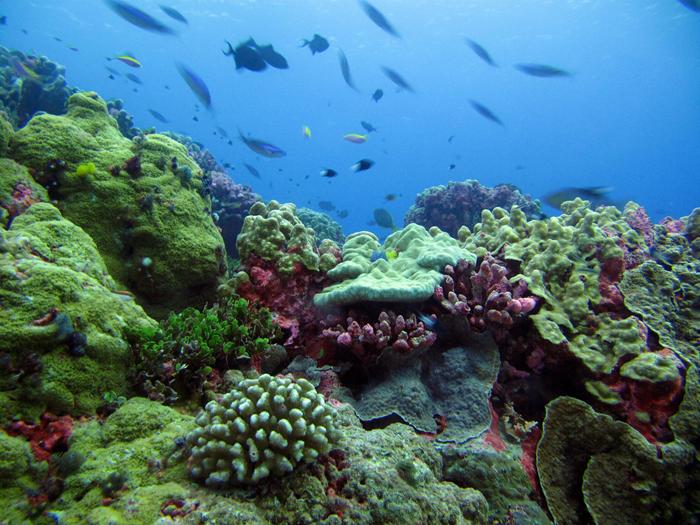 Terumbu Karang (Coral Reef)