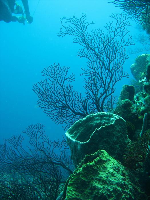Terumbu Karang (Coral Reef)