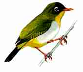 Burung kacamata sangihe