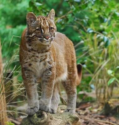 Pardofelis-temminckii Kucing Emas atau Asiatic Golden Cat