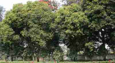 pohon-tanjung Pohon tanjung