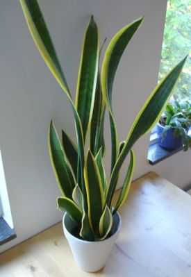 Sansevieria trifasciata