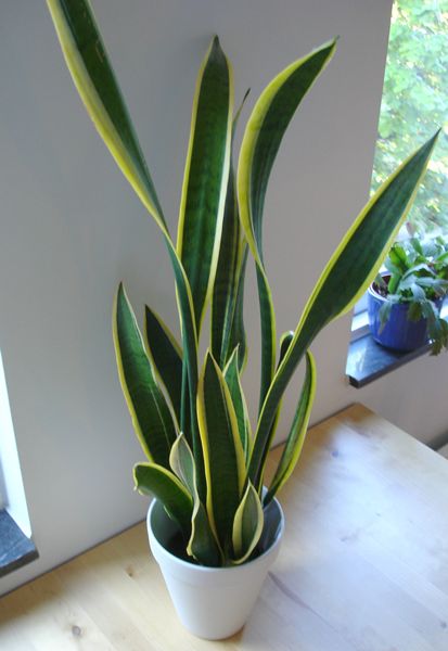 Sansevieria trifasciata