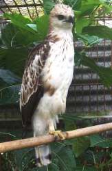 Elang Brontok (Nisaetus cirrhatus)