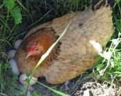 Ayam betina berpuasa selama mengerami telur