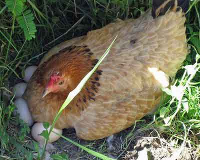 Ayam betina berpuasa selama mengerami telur