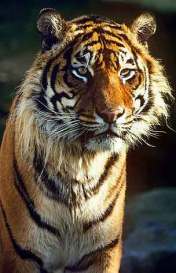 Harimau