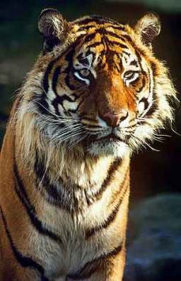 Harimau