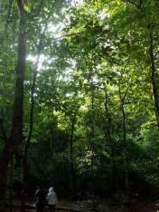 Hutan tropis pulau Peucang