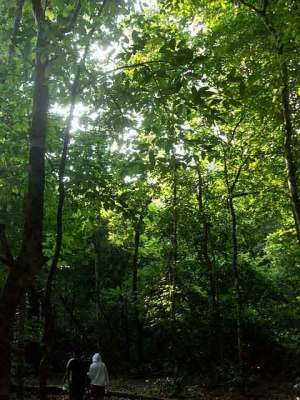 Hutan tropis pulau Peucang