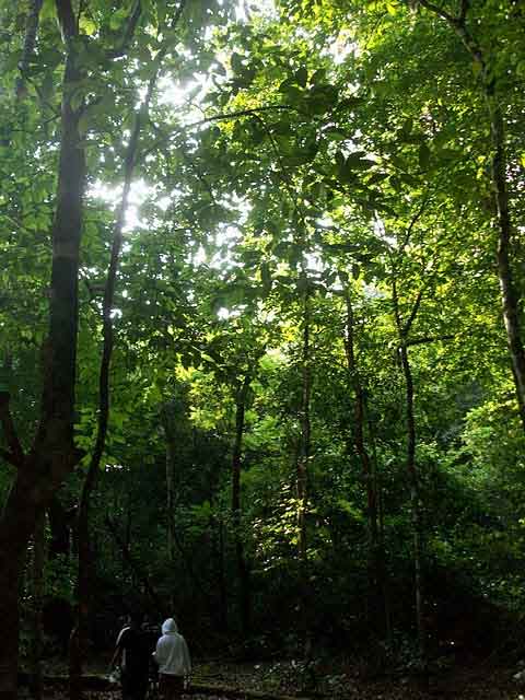 Hutan tropis pulau Peucang