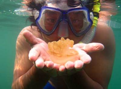 membelai-ubur-ubur-kakaban Membelai ubur-ubur Kakaban