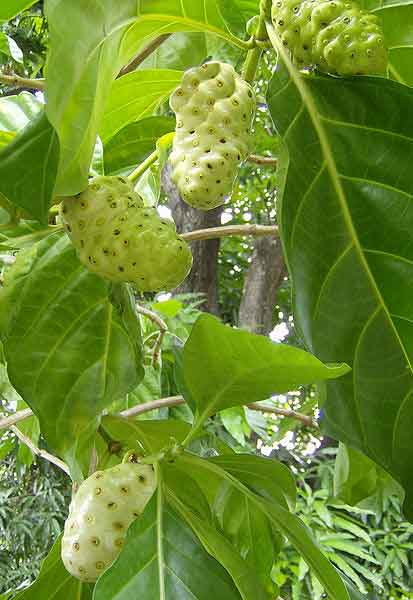 Mengkudu atau Pace (Morinda citrifolia)