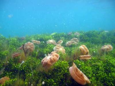 ubur-ubur-terbalik-(Cassiop Ubur-ubur terbalik (Cassiopea ordata)