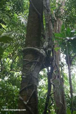 Ara pencekik (Ficus annulata)