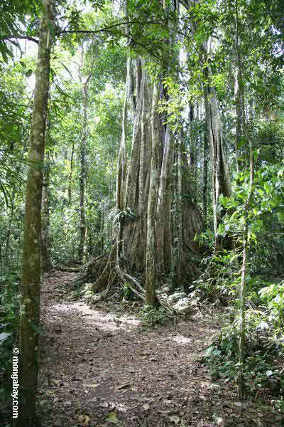 Ara pencekik (Ficus annulata)