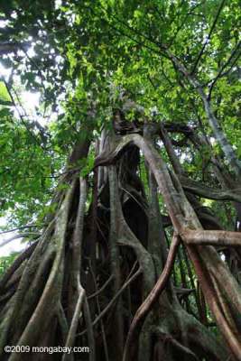 Ara pencekik (Ficus annulata)
