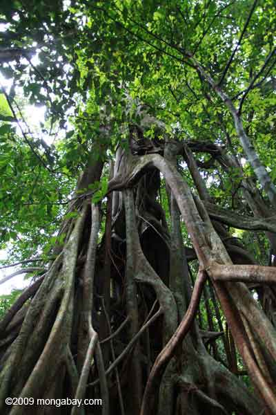 Ara pencekik (Ficus annulata)