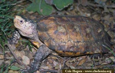 Leucocephalon yuwonoi (kura-kura hutan sulawesi atau kura-kura paruh betet)