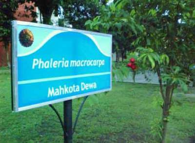 papan-nama-tanaman Papan Nama Tanaman