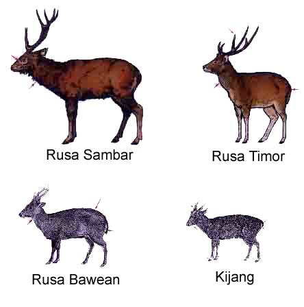 Perbedaan rusa dan kijang