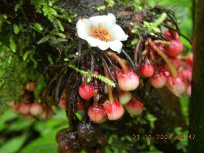 Schefflera fastigiata