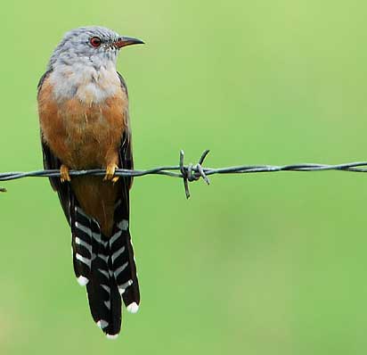 Burung wiwik kelabu atau kedasih