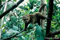 Kuskus Beruang Sulawesi