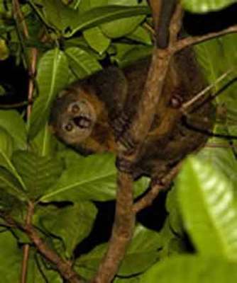 kuskus-beruang-talaud Kuskus Beruang Talaud