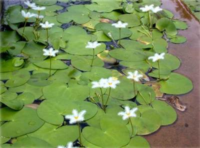 tetepok-Nymphoides-indica Tumbuhan Tetepok (Nymphoides indica)