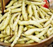 Umbi Garut atau Lerut (Maranta arundinacea)