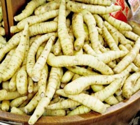 Umbi Garut atau Lerut (Maranta arundinacea)