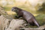 Aonyx cinerea atau Berang-berang cakar kecil (Asian Small-clawed Otter)