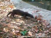 Lutra sumatrana atau Berang-berang hidung berbulu (Hairy-nosed Otter)