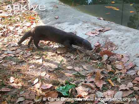 Lutra sumatrana atau Berang-berang hidung berbulu (Hairy-nosed Otter)