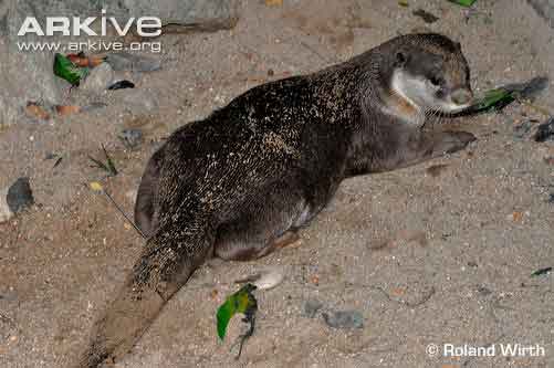Lutrogale perspicillata atau Berang-berang bulu licin (Smooth-coated Otter)