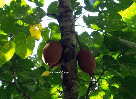 Pohon dan buah kepayang (Pangium edule)