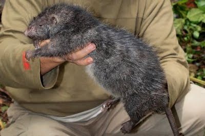 Tikus Berduri Mentawai (Maxomys pagensis)