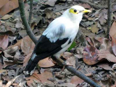 Burung jalak putih