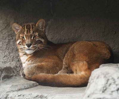 kucing-emas Kucing Emas