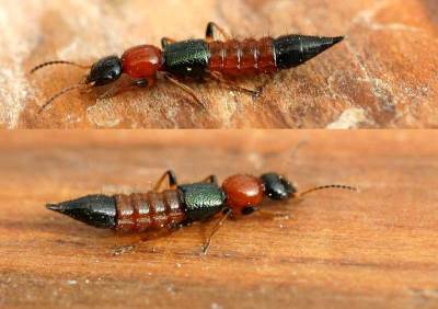 Tomcat (Paederusl ittoralis)